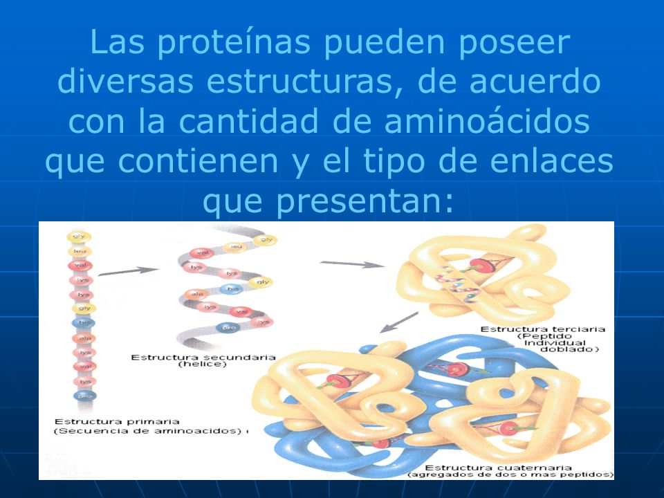 Las proteínas pueden poseer diversas estructuras, de acuerdo con la cantidad de aminoácidos que contienen y el tipo de enlaces que presentan: