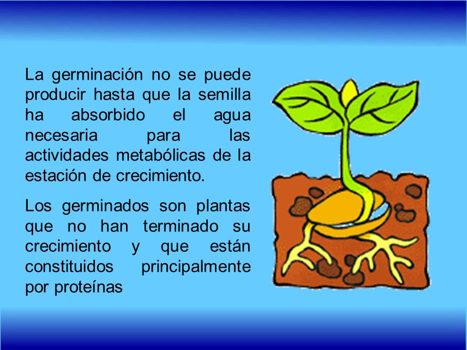 La germinación no se puede producir hasta que la semilla ha absorbido el agua necesaria para las actividades metabólicas de la estación de crecimiento.