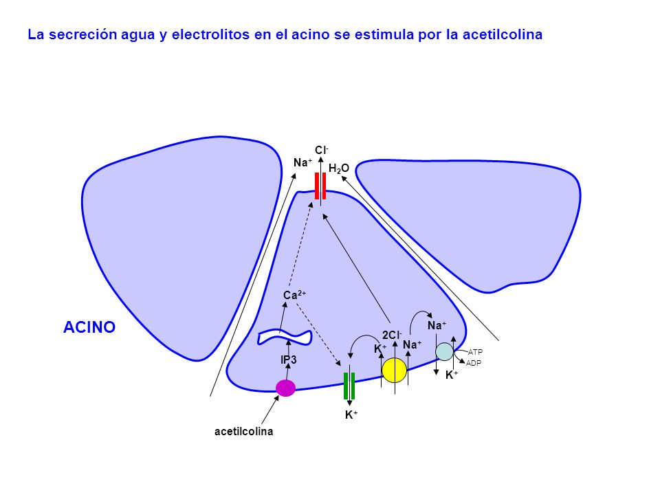 La secreción agua y electrolitos en el acino se estimula por la acetilcolina