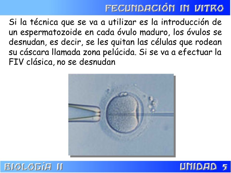 Si la técnica que se va a utilizar es la introducción de un espermatozoide en cada óvulo maduro, los óvulos se desnudan, es decir, se les quitan las células que rodean su cáscara llamada zona pelúcida.