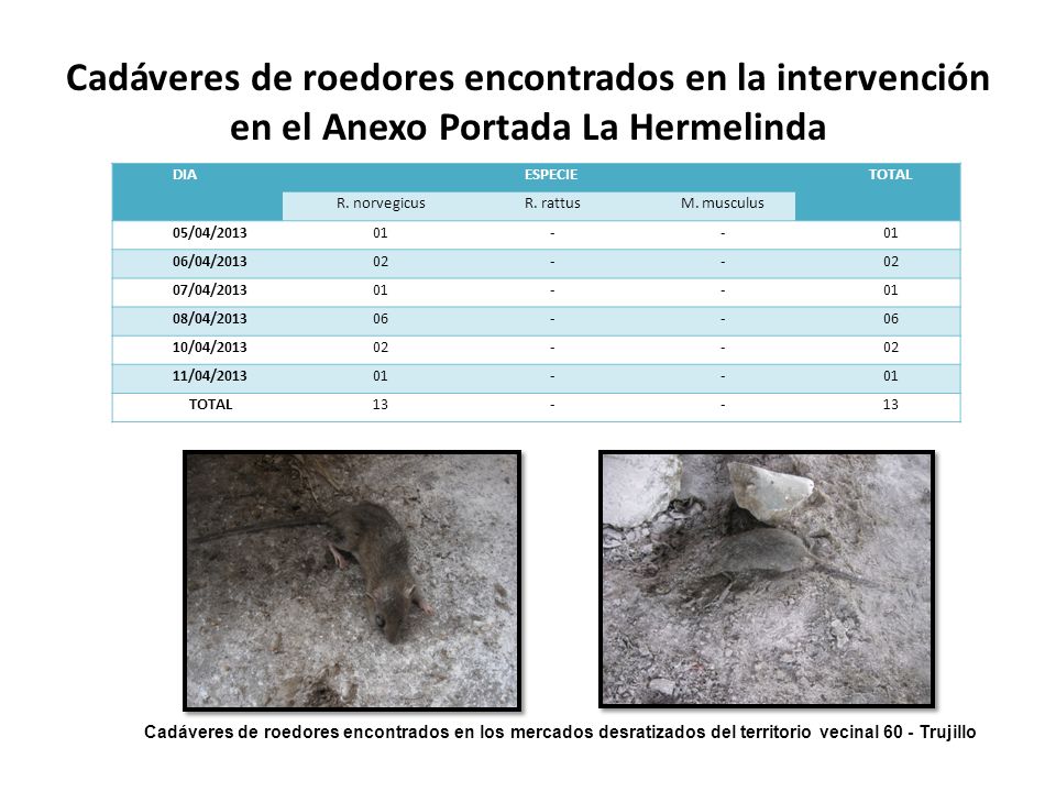 Cadáveres de roedores encontrados en la intervención en el Anexo Portada La Hermelinda