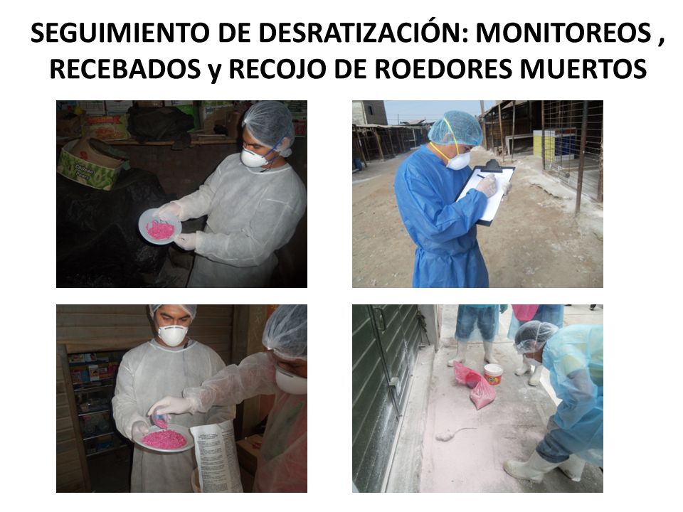 SEGUIMIENTO DE DESRATIZACIÓN: MONITOREOS , RECEBADOS y RECOJO DE ROEDORES MUERTOS