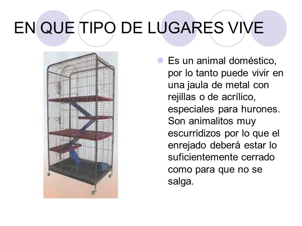 EN QUE TIPO DE LUGARES VIVE