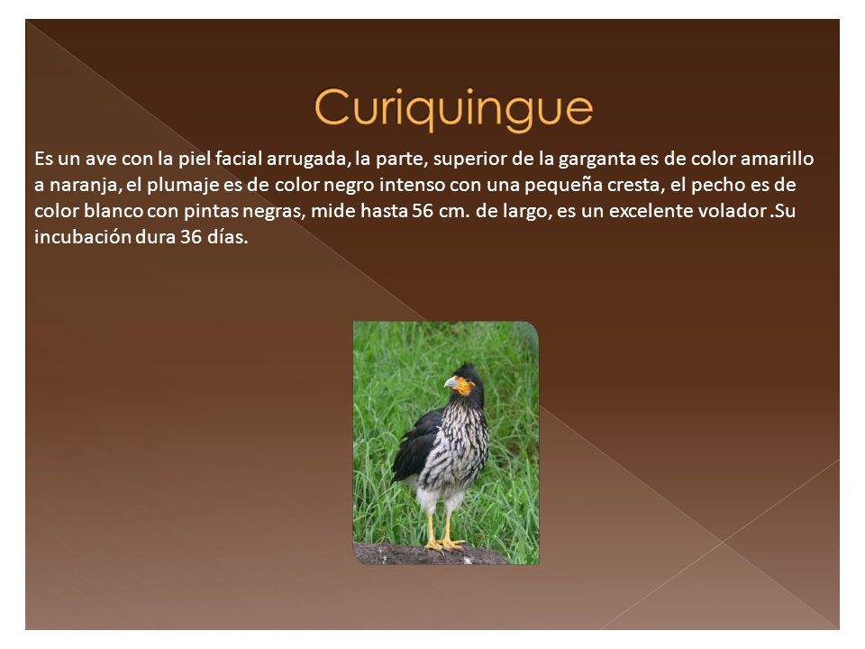Es un ave con la piel facial arrugada, la parte, superior de la garganta es de color amarillo a naranja, el plumaje es de color negro intenso con una pequeña cresta, el pecho es de color blanco con pintas negras, mide hasta 56 cm. de largo, es un excelente volador .Su incubación dura 36 días.