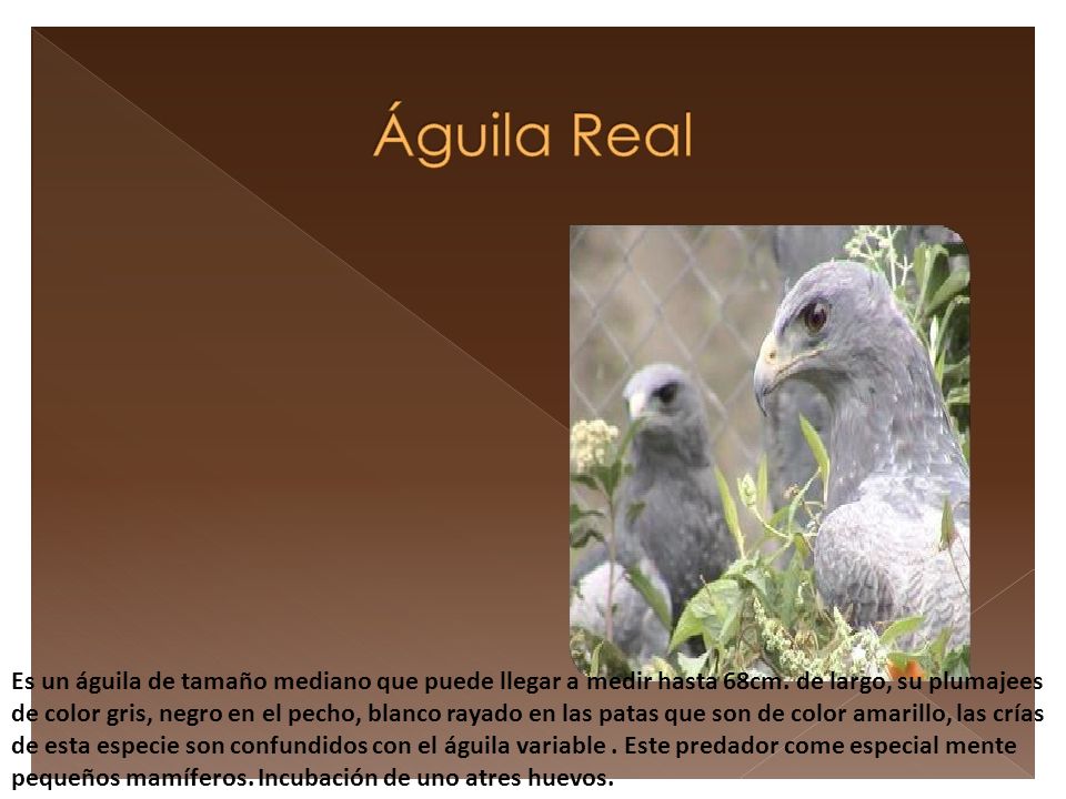 Es un águila de tamaño mediano que puede llegar a medir hasta 68cm