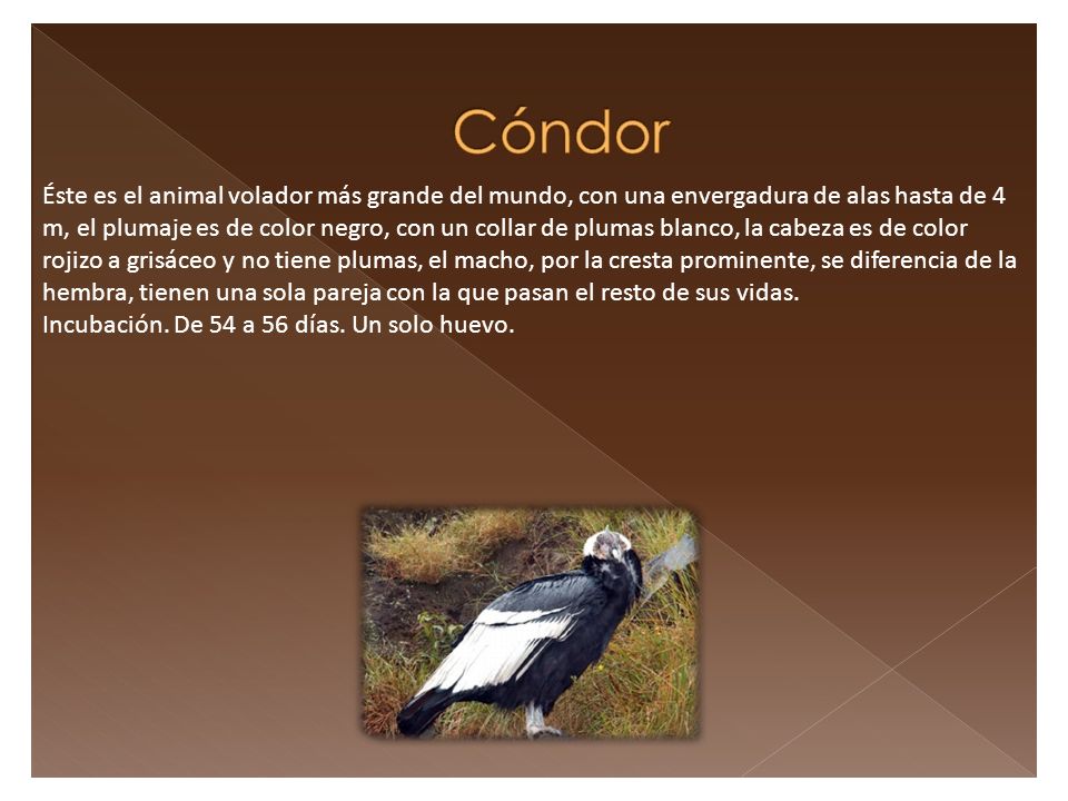 Éste es el animal volador más grande del mundo, con una envergadura de alas hasta de 4 m, el plumaje es de color negro, con un collar de plumas blanco, la cabeza es de color rojizo a grisáceo y no tiene plumas, el macho, por la cresta prominente, se diferencia de la hembra, tienen una sola pareja con la que pasan el resto de sus vidas.
