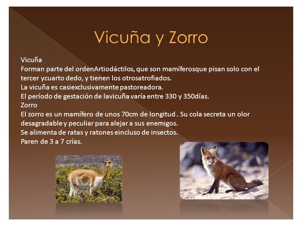 Vicuña Forman parte del ordenArtiodáctilos, que son mamíferosque pisan solo con el tercer ycuarto dedo, y tienen los otrosatrofiados.