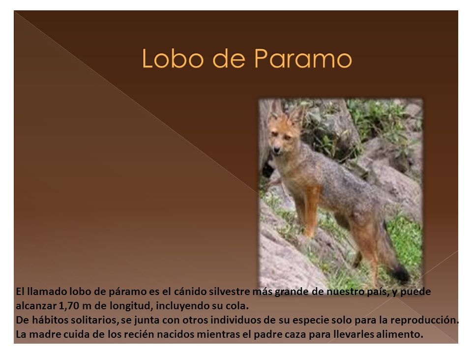 El llamado lobo de páramo es el cánido silvestre más grande de nuestro país, y puede alcanzar 1,70 m de longitud, incluyendo su cola.
