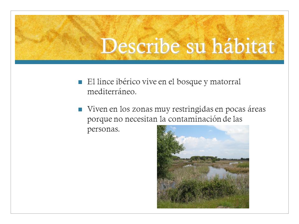 Describe su hábitat El lince ibérico vive en el bosque y matorral mediterráneo.