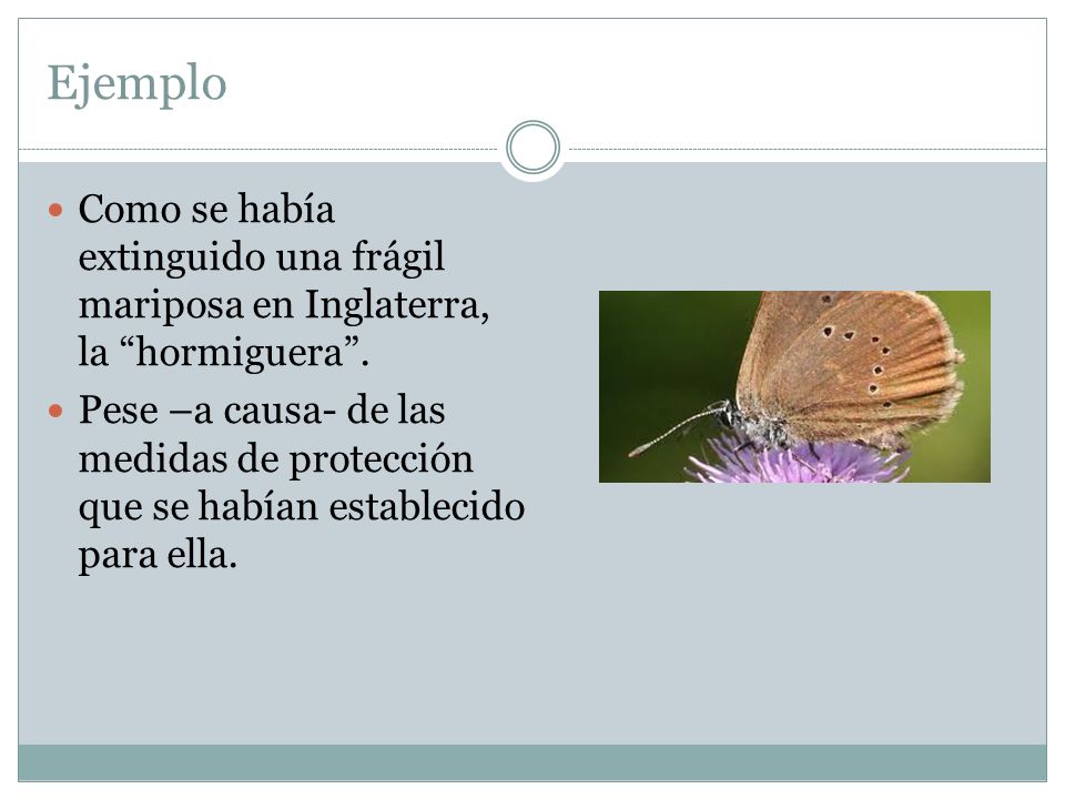Ejemplo Como se había extinguido una frágil mariposa en Inglaterra, la hormiguera .