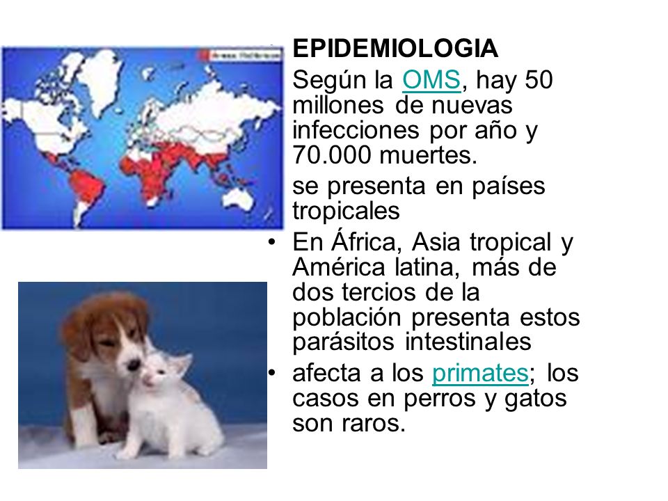 EPIDEMIOLOGIA Según la OMS, hay 50 millones de nuevas infecciones por año y muertes. se presenta en países tropicales.