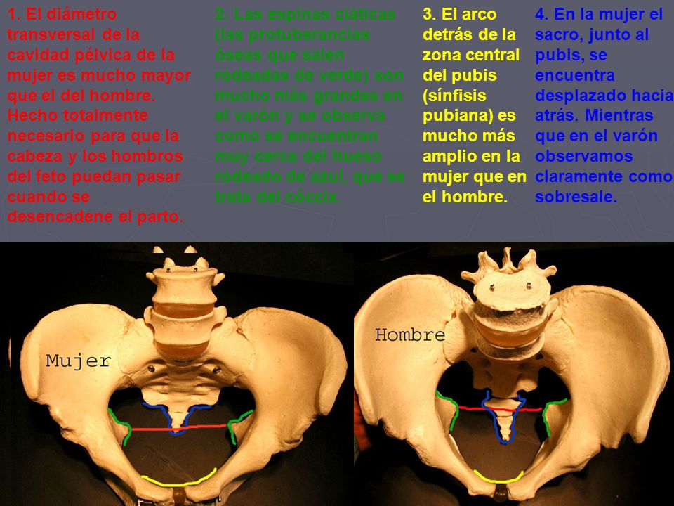 1. El diámetro transversal de la cavidad pélvica de la mujer es mucho mayor que el del hombre. Hecho totalmente necesario para que la cabeza y los hombros del feto puedan pasar cuando se desencadene el parto.