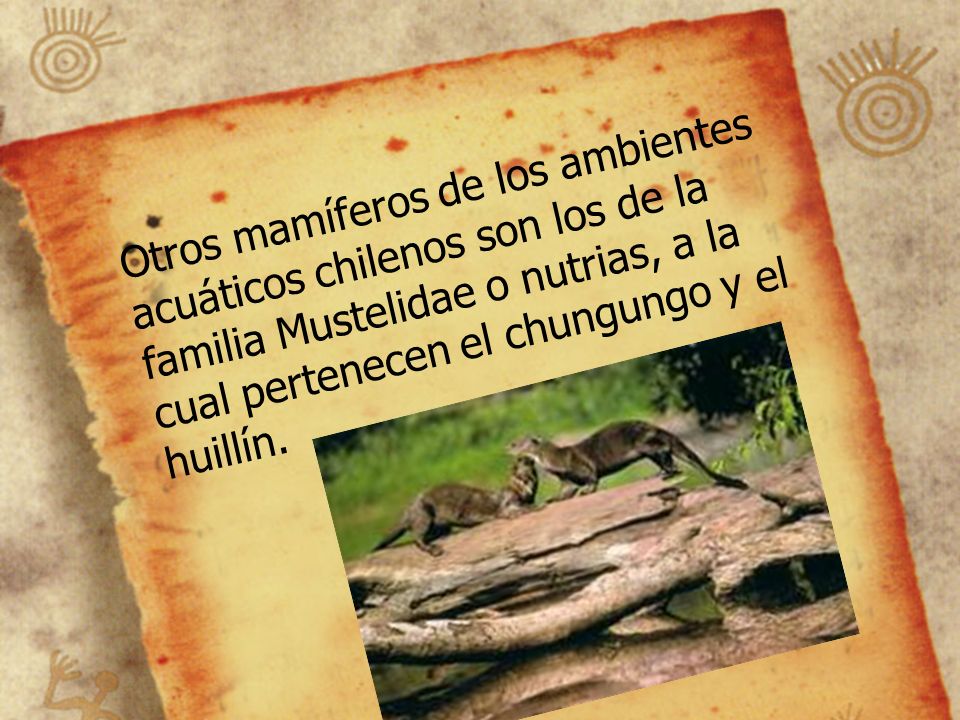Otros mamíferos de los ambientes acuáticos chilenos son los de la familia Mustelidae o nutrias, a la cual pertenecen el chungungo y el huillín.