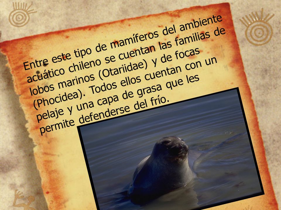 Entre este tipo de mamíferos del ambiente acuático chileno se cuentan las familias de lobos marinos (Otariidae) y de focas (Phocidea).