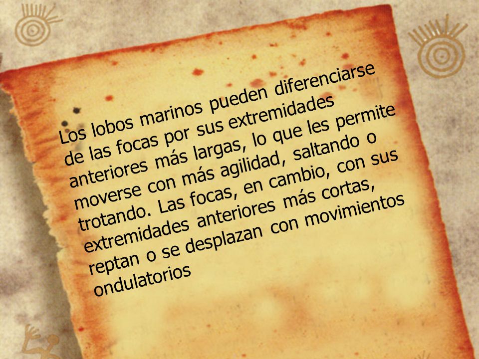 Los lobos marinos pueden diferenciarse de las focas por sus extremidades anteriores más largas, lo que les permite moverse con más agilidad, saltando o trotando.