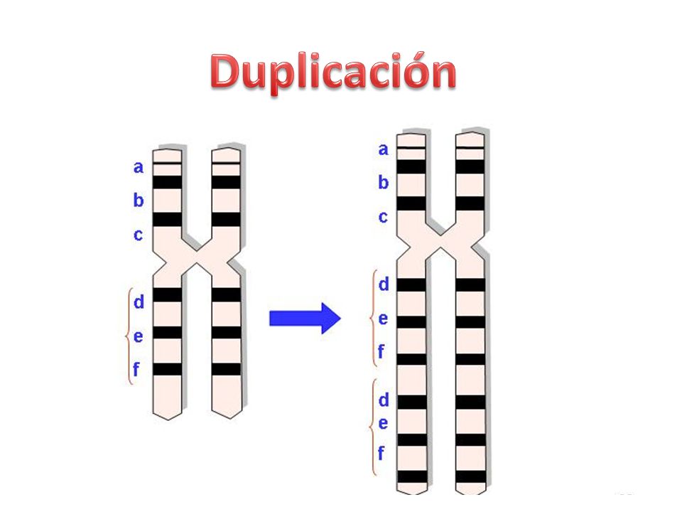 Duplicación