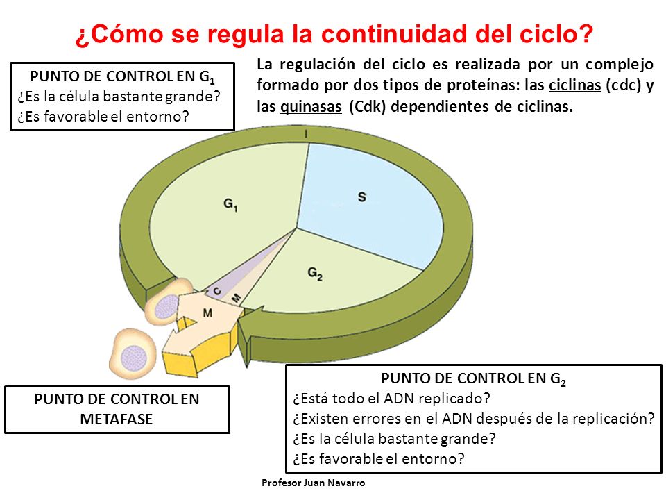 ¿Cómo se regula la continuidad del ciclo Punto de control en metafase