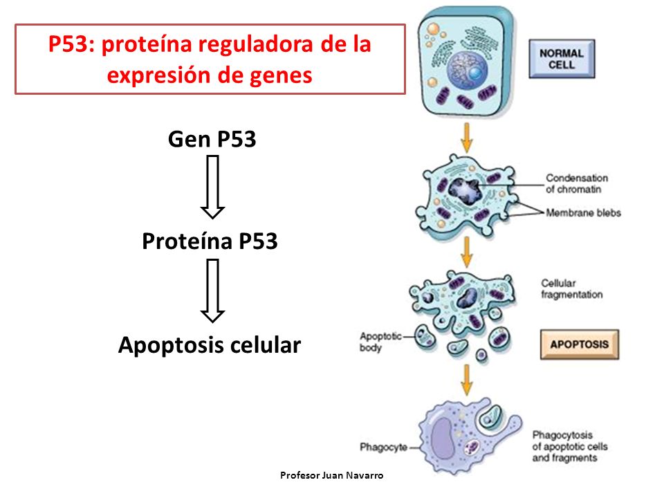 P53: proteína reguladora de la expresión de genes
