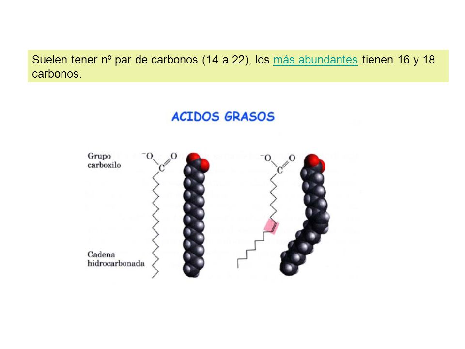 Suelen tener nº par de carbonos (14 a 22), los más abundantes tienen 16 y 18 carbonos.