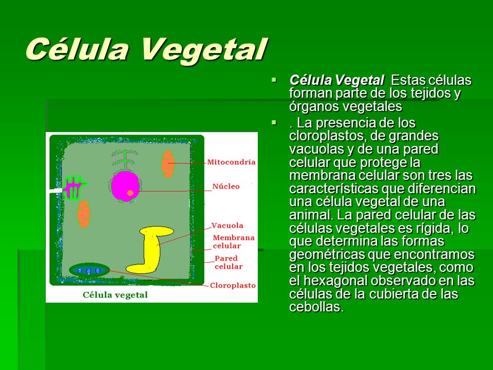 Célula Vegetal Célula Vegetal Estas células forman parte de los tejidos y órganos vegetales.
