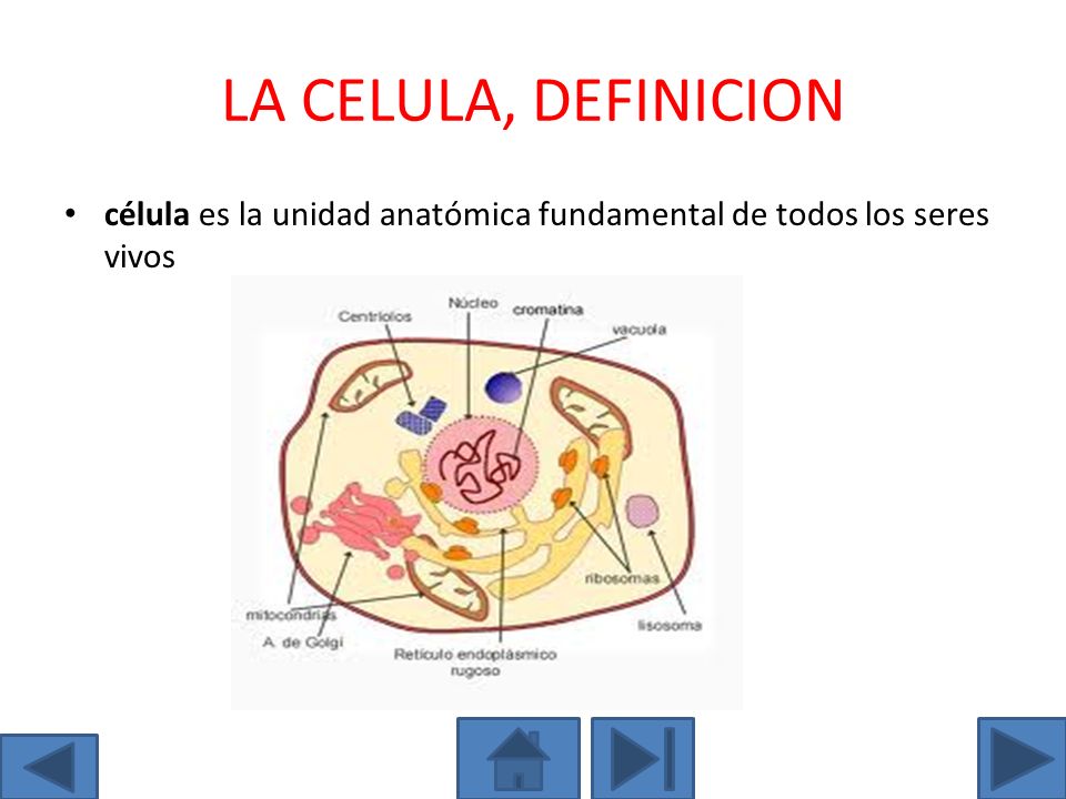 LA CELULA, DEFINICION célula es la unidad anatómica fundamental de todos los seres vivos