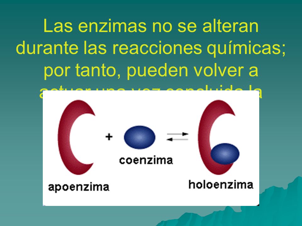 Las enzimas no se alteran durante las reacciones químicas; por tanto, pueden volver a actuar una vez concluida la reacción.