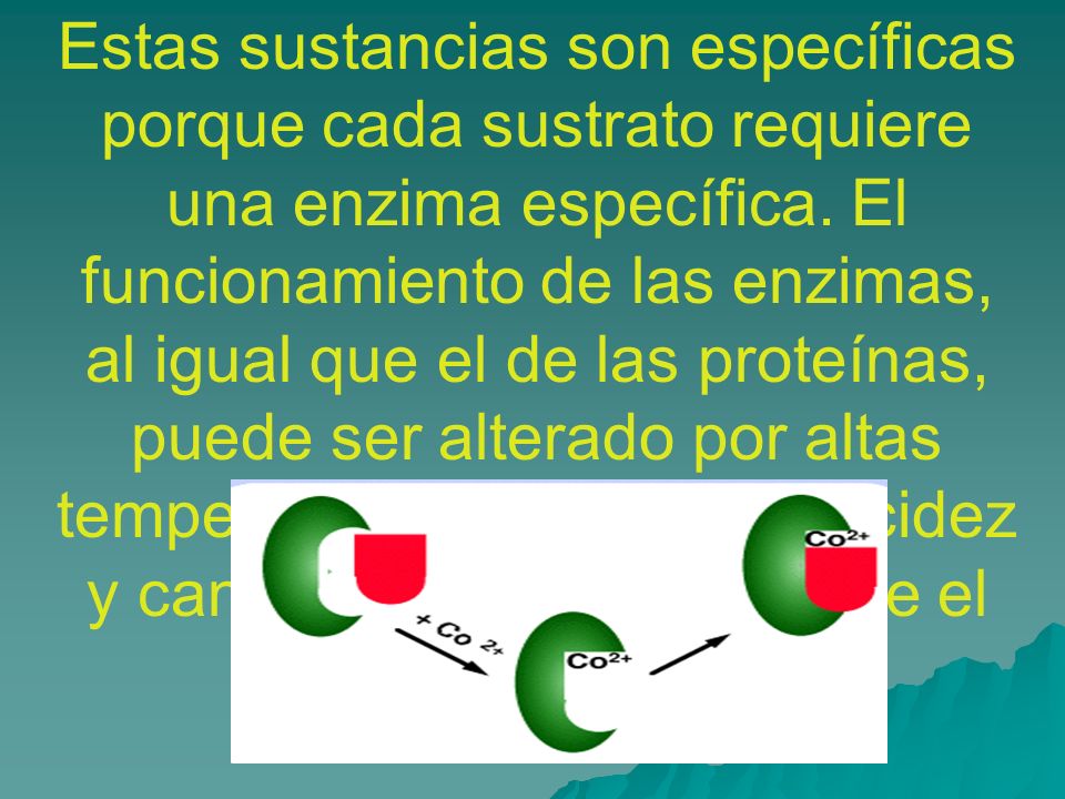 Estas sustancias son específicas porque cada sustrato requiere una enzima específica.