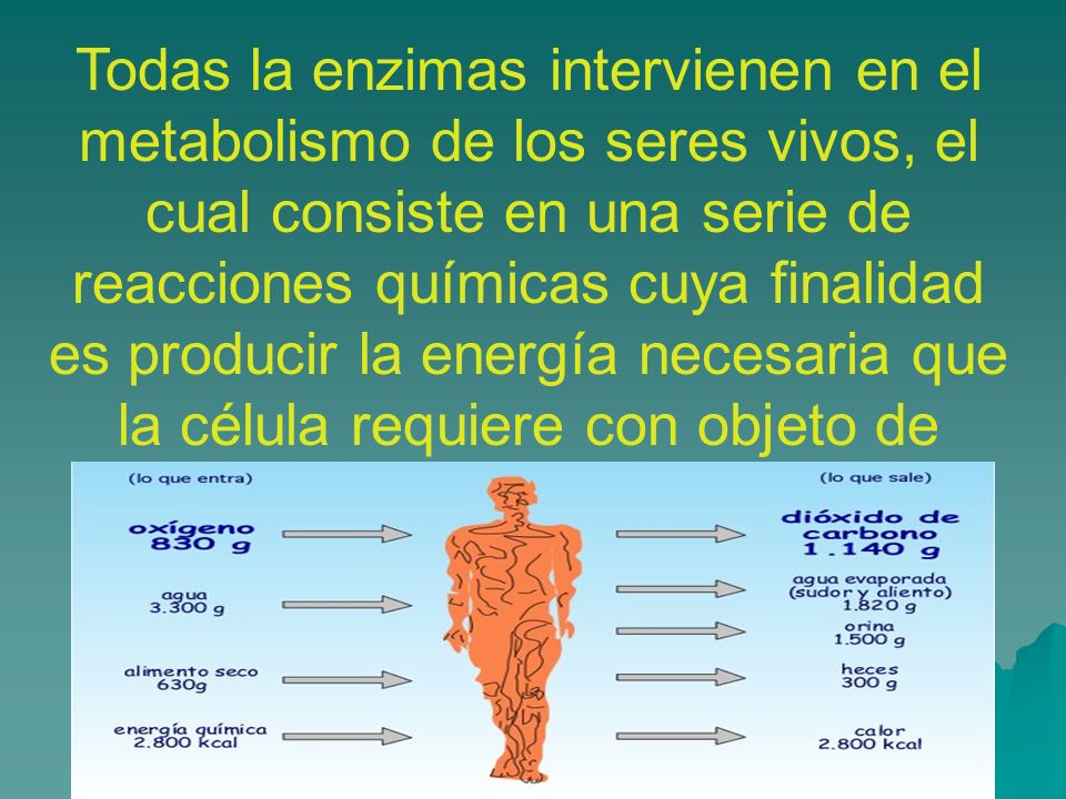 Todas la enzimas intervienen en el metabolismo de los seres vivos, el cual consiste en una serie de reacciones químicas cuya finalidad es producir la energía necesaria que la célula requiere con objeto de realizar sus funciones vitales.