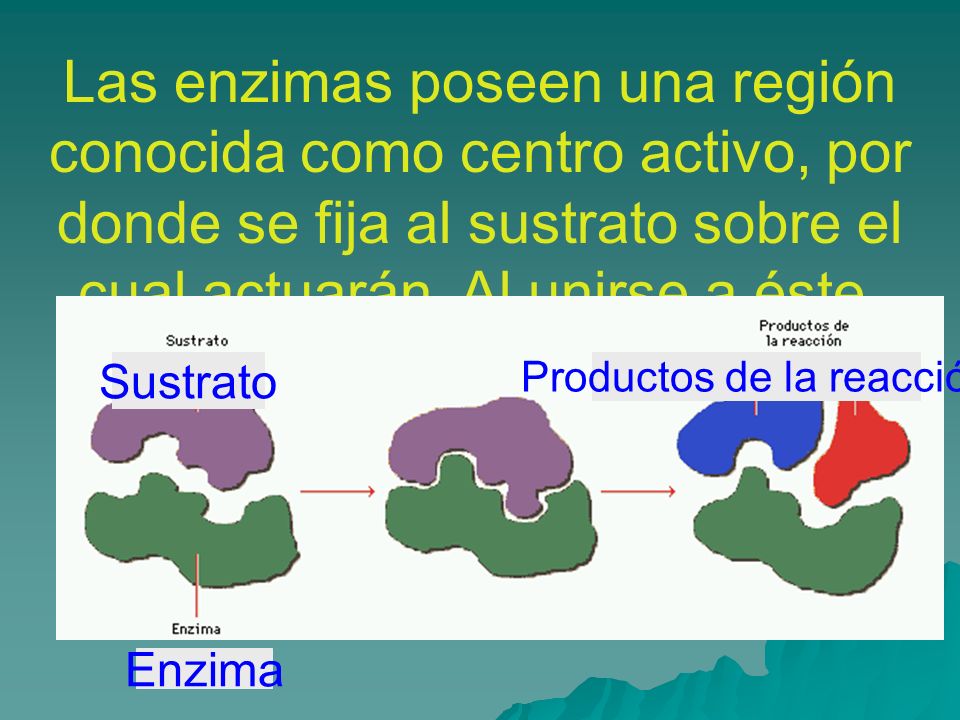 Productos de la reacción