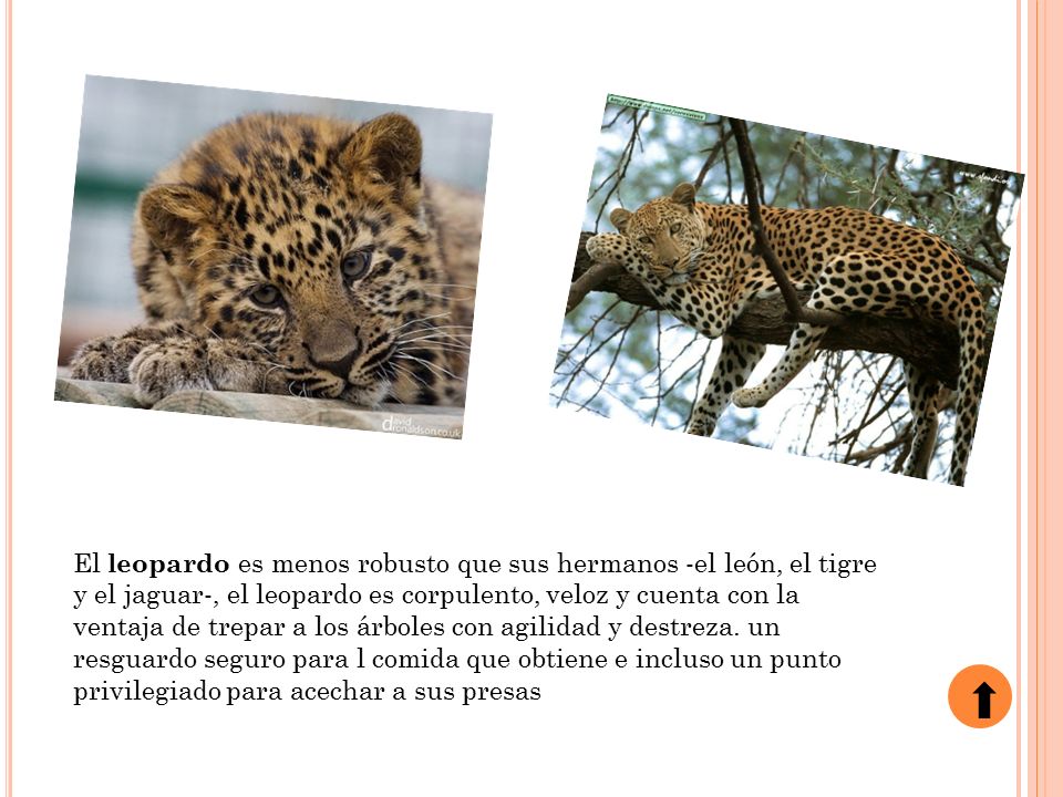 El leopardo es menos robusto que sus hermanos -el león, el tigre y el jaguar-, el leopardo es corpulento, veloz y cuenta con la ventaja de trepar a los árboles con agilidad y destreza.