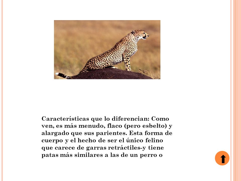 Características que lo diferencian: Como ven, es más menudo, flaco (pero esbelto) y alargado que sus parientes.