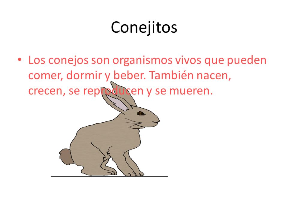Conejitos Los conejos son organismos vivos que pueden comer, dormir y beber.