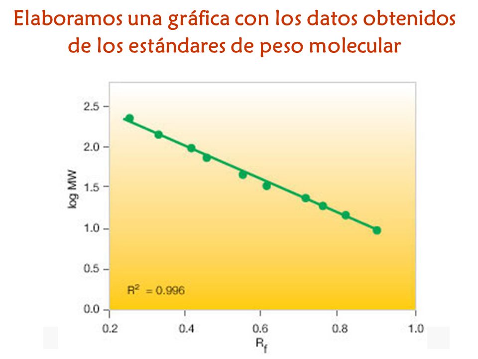 Elaboramos una gráfica con los datos obtenidos de los estándares de peso molecular