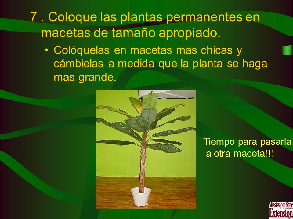. Coloque las plantas permanentes en macetas de tamaño apropiado.