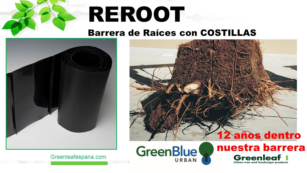 REROOT 12 años dentro nuestra barrera Barrera de Raíces con COSTILLAS