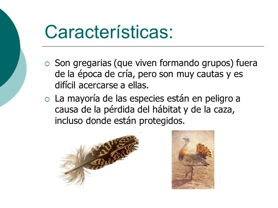 Características: Son gregarias (que viven formando grupos) fuera de la época de cría, pero son muy cautas y es difícil acercarse a ellas.