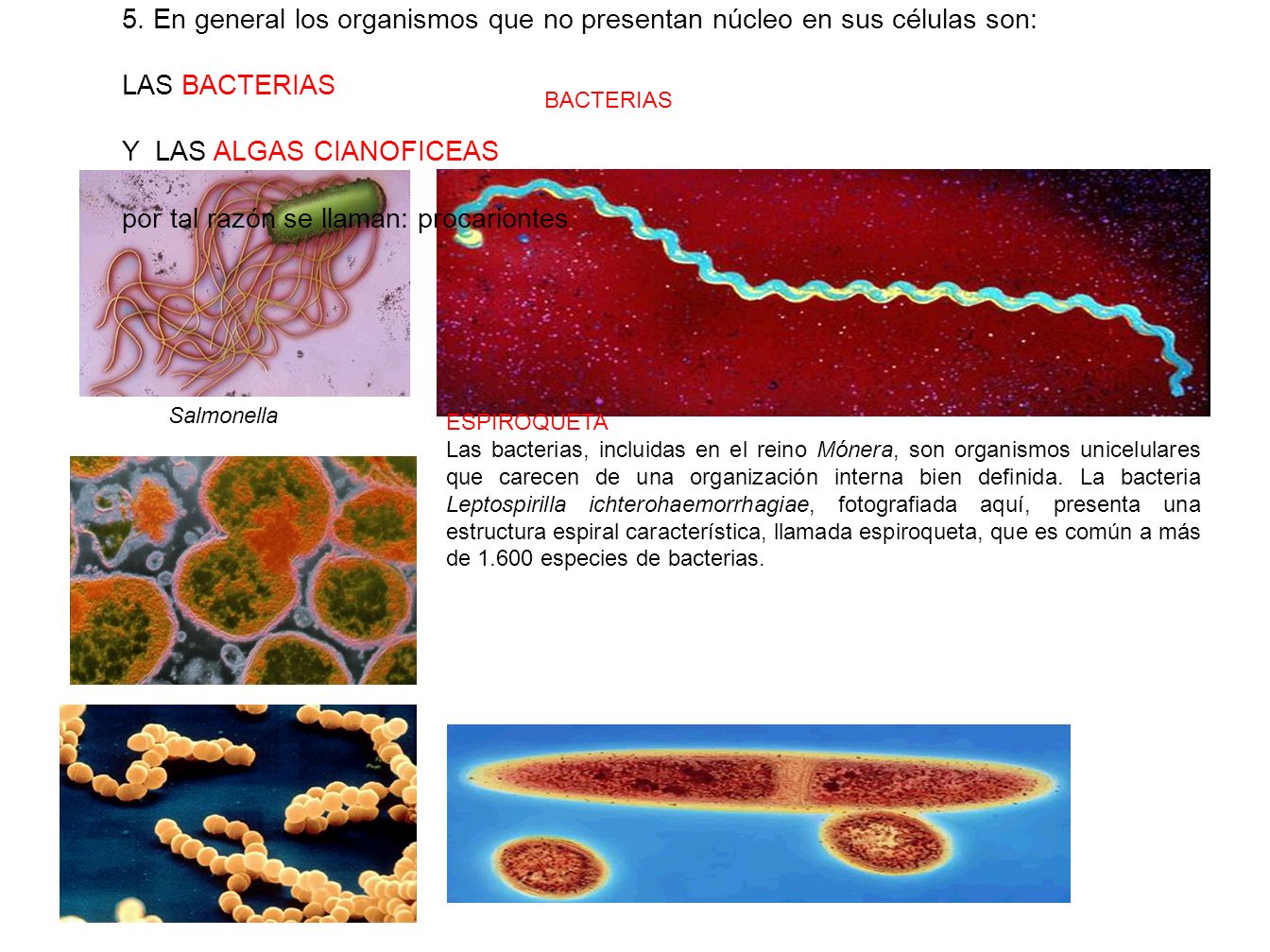 Y LAS ALGAS CIANOFICEAS por tal razón se llaman: procariontes