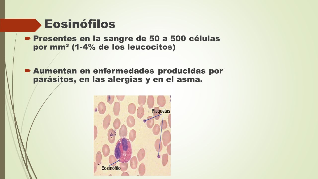 Eosinófilos Presentes en la sangre de 50 a 500 células por mm³ (1-4% de los leucocitos)