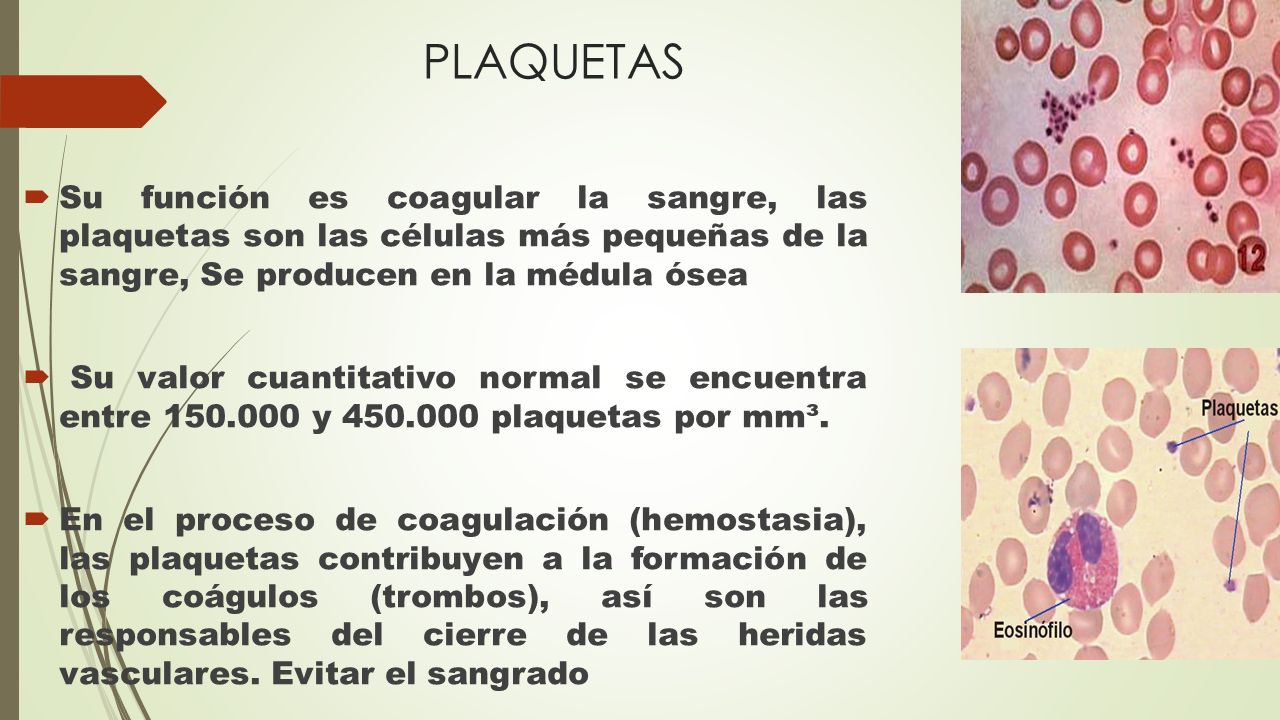 PLAQUETAS Su función es coagular la sangre, las plaquetas son las células más pequeñas de la sangre, Se producen en la médula ósea.