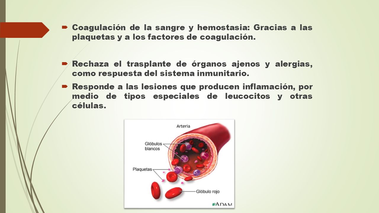 Coagulación de la sangre y hemostasia: Gracias a las plaquetas y a los factores de coagulación.