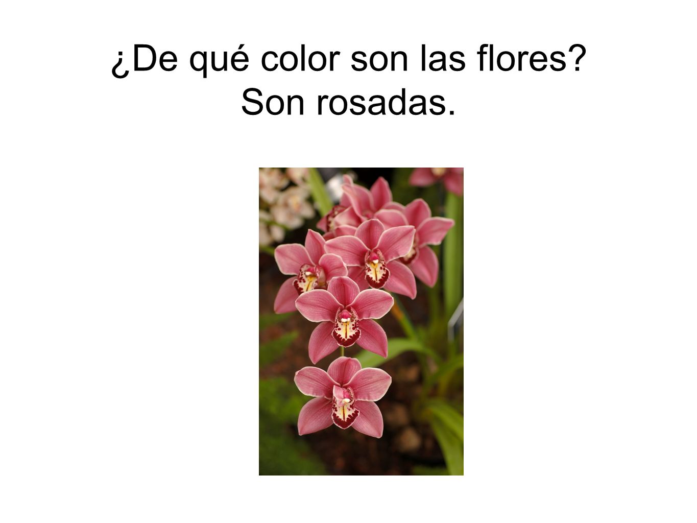 ¿De qué color son las flores Son rosadas.