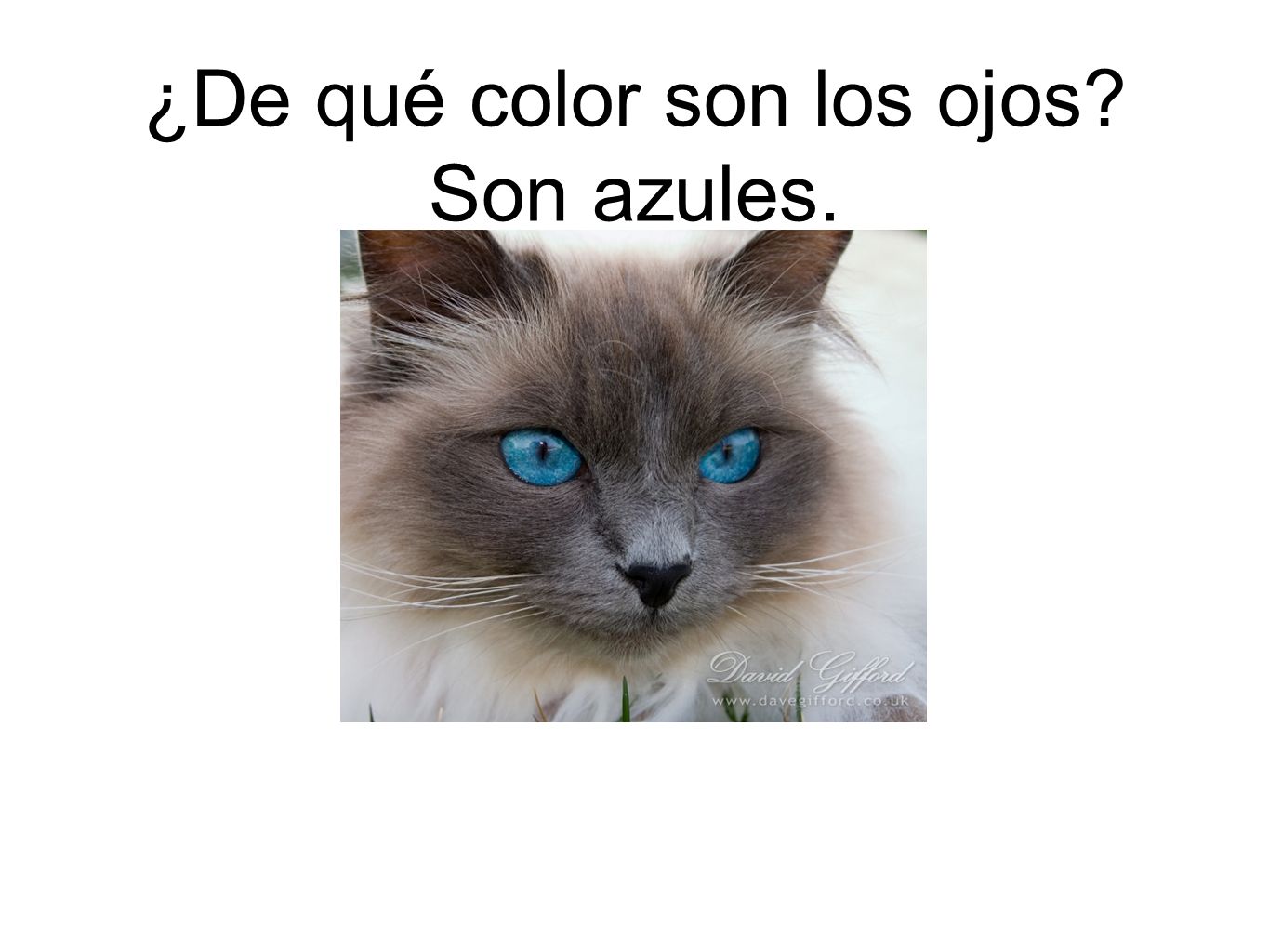 ¿De qué color son los ojos Son azules.