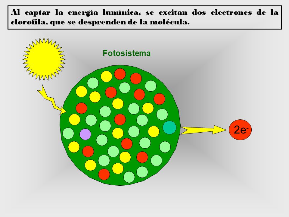 Al captar la energía lumínica, se excitan dos electrones de la clorofila, que se desprenden de la molécula.