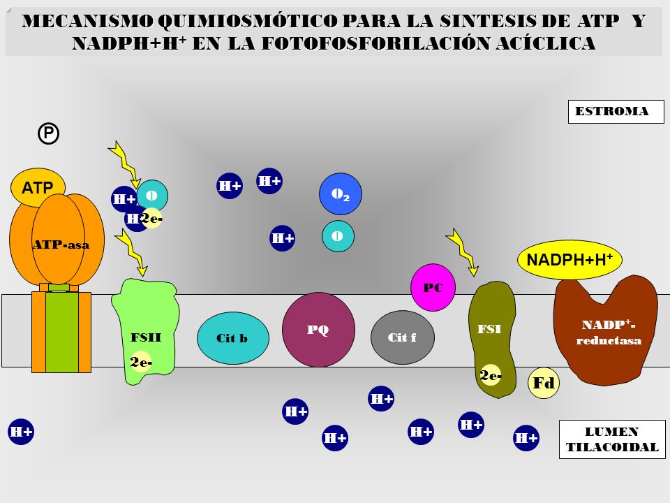 MECANISMO QUIMIOSMÓTICO PARA LA SINTESIS DE ATP Y NADPH+H+ EN LA FOTOFOSFORILACIÓN ACÍCLICA