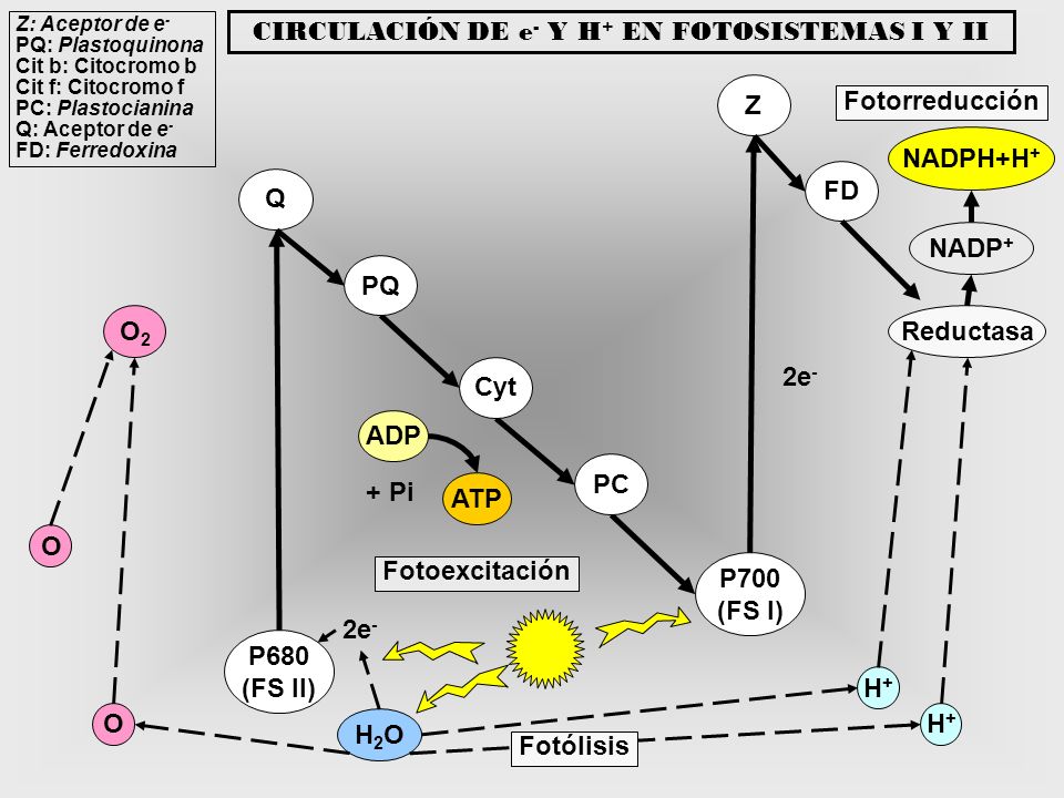 CIRCULACIÓN DE e- Y H+ EN FOTOSISTEMAS I Y II