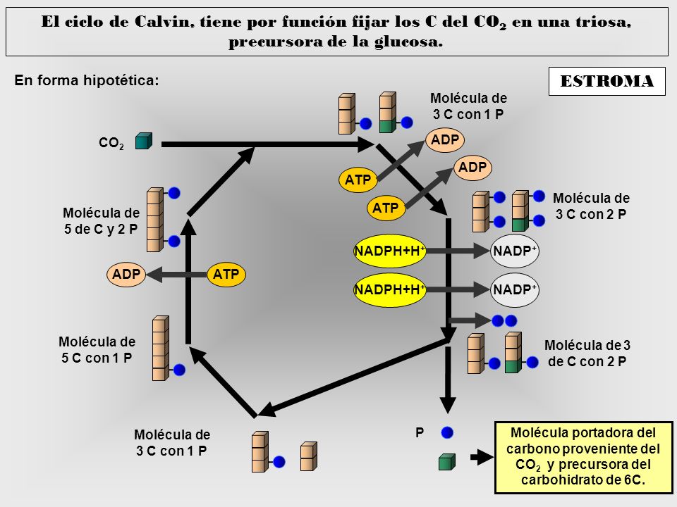 El ciclo de Calvin, tiene por función fijar los C del CO2 en una triosa, precursora de la glucosa.