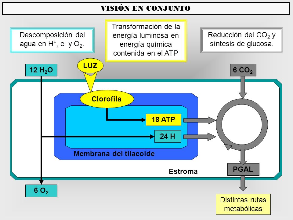 LUZ 12 H2O Clorofila 18 ATP 24 H PGAL 6 O2