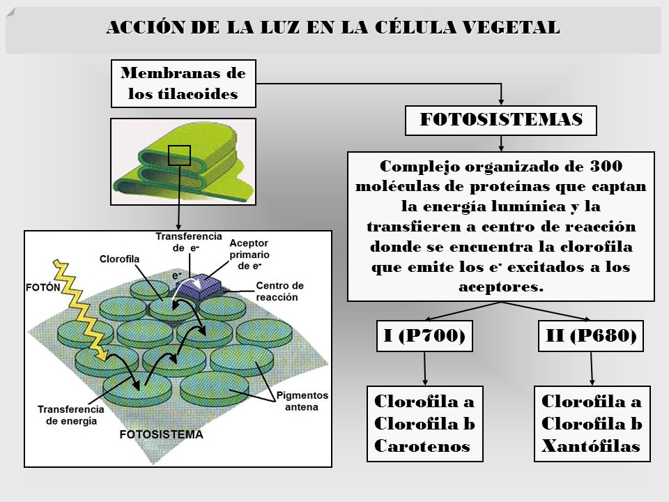 ACCIÓN DE LA LUZ EN LA CÉLULA VEGETAL Membranas de los tilacoides