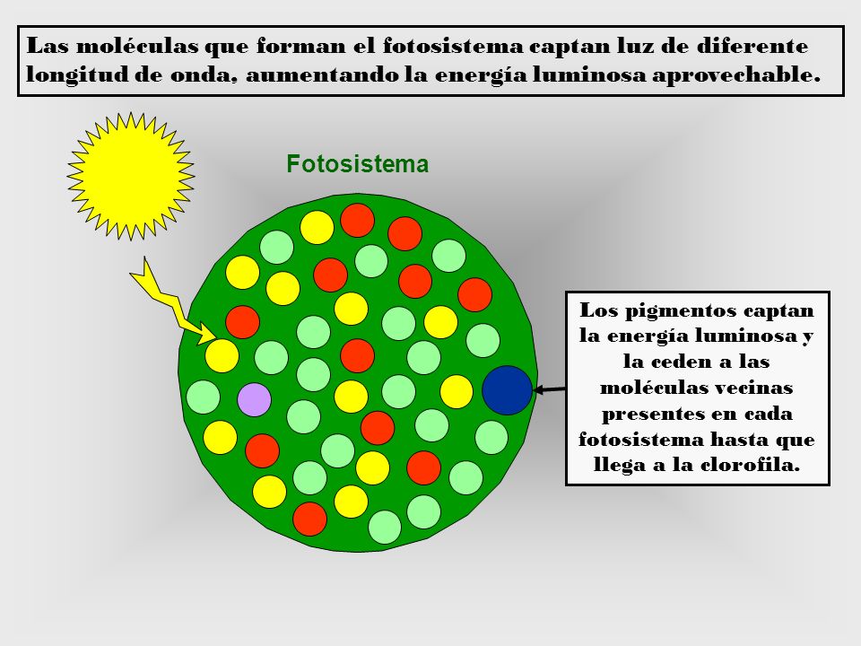Las moléculas que forman el fotosistema captan luz de diferente longitud de onda, aumentando la energía luminosa aprovechable.