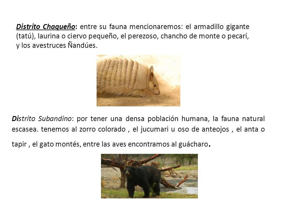 Distrito Chaqueño: entre su fauna mencionaremos: el armadillo gigante (tatú), laurina o ciervo pequeño, el perezoso, chancho de monte o pecarí, y los avestruces Ñandúes.